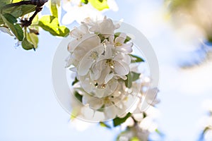 Apple blossoms, spring and nature concept