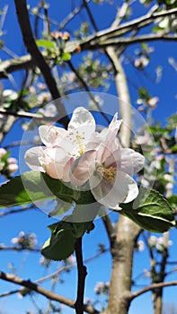 Apple blossoms in spring over the sky