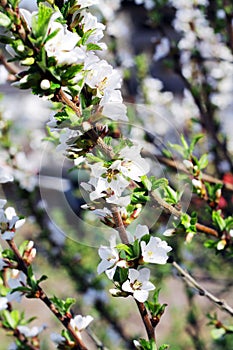 Apple blossoms in spring on sky