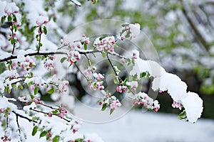 Apple blossoms in spring with snow