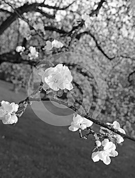 Apple blossoms in spring at sunset. In black and white