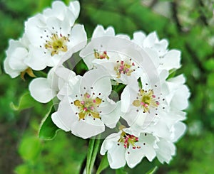 Apple blossoms in spring time