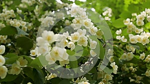 Apple blossoms in spring on white background. Spring blossom background - abstract floral border of green leaves and