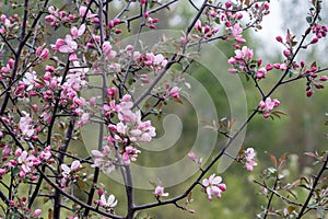 Apple Blossoms in the spring
