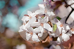 Apple blossoms in the sun