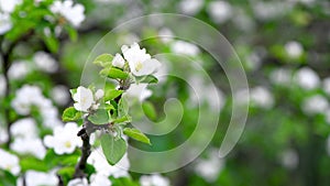 Apple blossoms sway from the wind