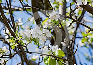 Apple blossoms at Targu jiu 1