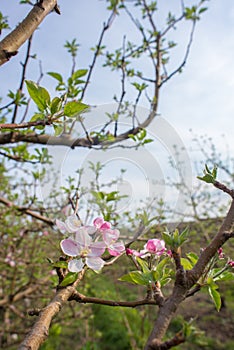 Apple Blossoms on Tree