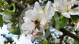 Apple blossoms. Apple tree branch with flowers against the sky in spring. Apple flowers with bee