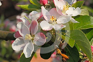Apple blossoms
