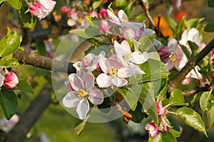 Apple blossoms