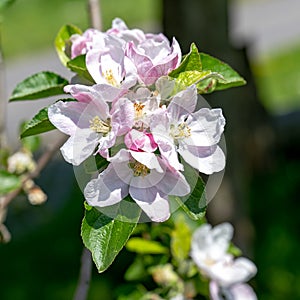 Apple blossoms on tree in spring, pink white blossoming apple tree with first green leaves.