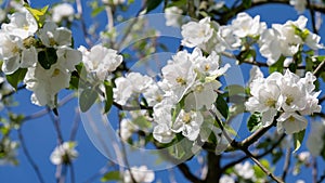 Apple blossoms on the tree in spring, white blossoms on apple tree branches with first green leaves against deep blue sky