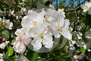 Apple blossoms