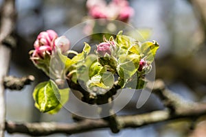 Apple Blossum