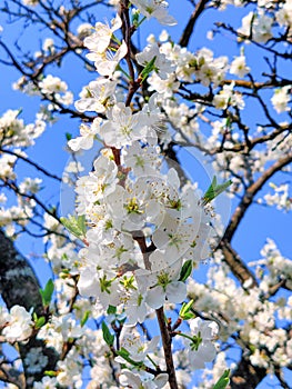 Apple bossom under the blue skies photo