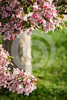 Apple Bossoms in the Spring