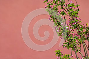 Apple boughs laden with blossom in the spring  on red background and copy space