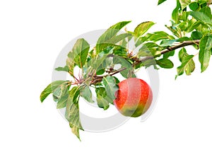 Apple on branch photo