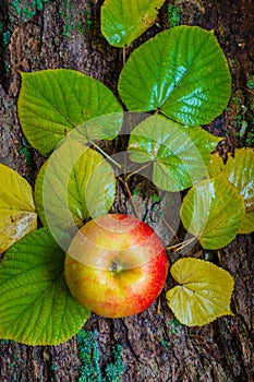 Apple and branch