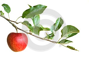 Apple on a branch photo