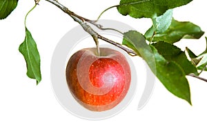 Jablko na větev 