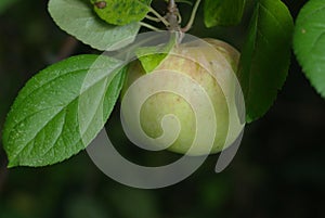 Apple on branch