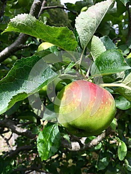Apple branch