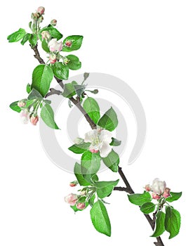 Apple branch in blossom