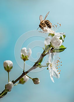 Apple branch blossom with bee