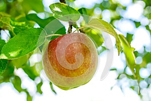 Apple on a branch