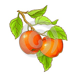 Apple Branch Colored Detailed Illustration