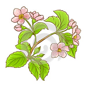 Apple Branch with Flowers Colored Illustration