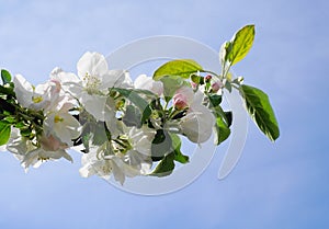 Apple branch with flowers and leaves  isolated on blue sky background close up.