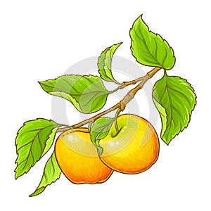 Apple Branch with Fruits Colored Illustration