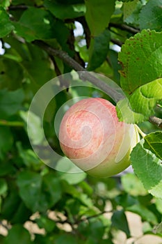 Apple on a branch in the garden, close-up. Harvest. Fruit tree.