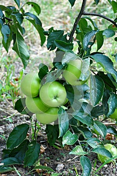 Apple branch with green apples