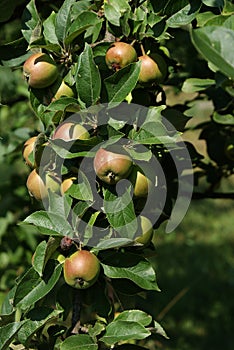 The apple branch loaded with fruit