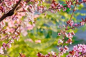 Apple branch in pink blossom.