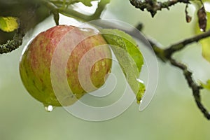 Apple on a branch after a rainy day.