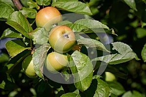 Apple branch with ripe juicy apples illuminated by sunlight on a background of green foliage.