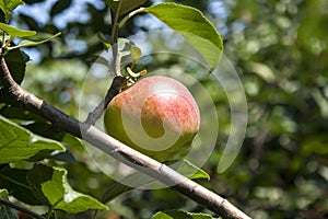 Apple on a branch