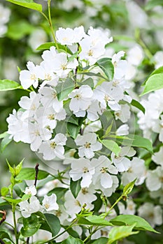 Apple branch with white blossoms flowers