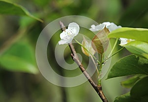 Apple  branch with white flowers.