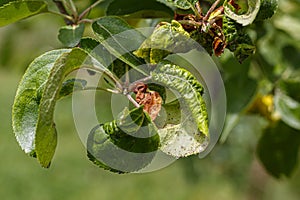 Apple Branch With Wrinkled Leaves Affected by Disease - White Fruit Lice