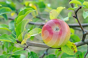 Apple at a branche of the apple tree