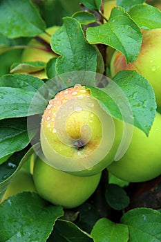 Apple, branches, leaves, drops, rain, dew