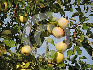 Apple branches with small northern apples