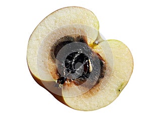 Apple (Browning) The core is shriveled and black (Moldy Core) The obvious black fungus (Core Rot)