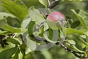 Apple Bud